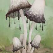 mushrooms.and.ink