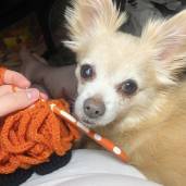 CurvyCrochetGirl